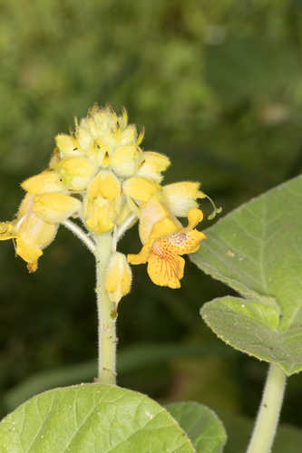 Ibicella lutea #1